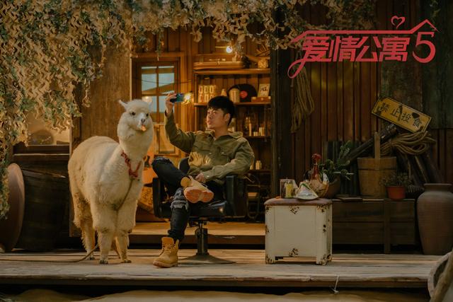 羊駝價格,羊駝價格是多少錢一只