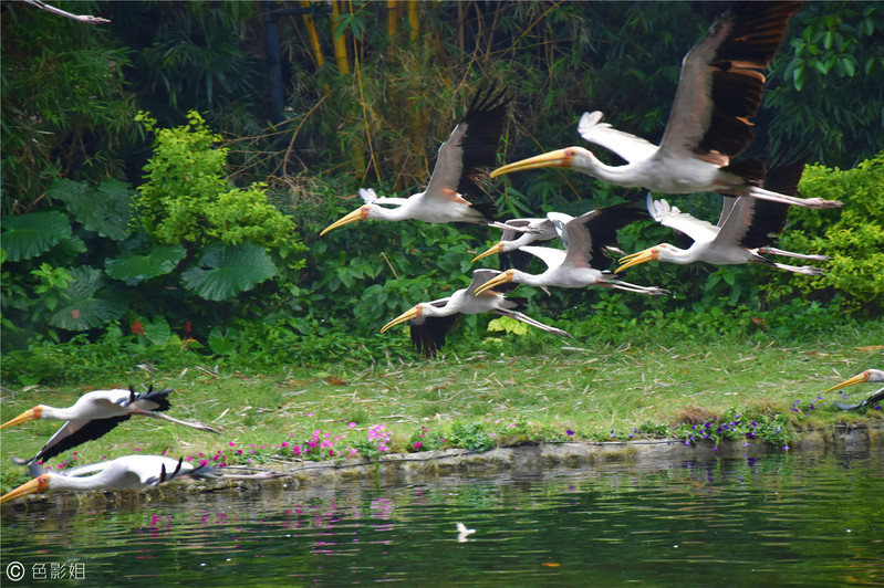 三天三夜欢乐长隆之旅（附攻略）