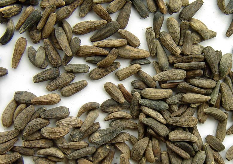 有疏风散热,宣肺利咽,解毒透疹的功效,用于治疗麻疹初期.1.牛蒡子