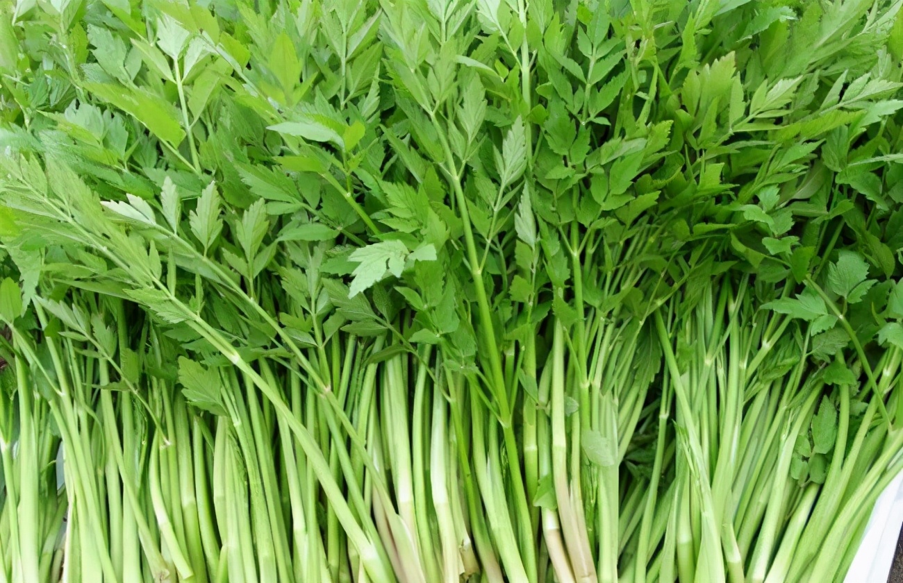 水芹菜的功效与作用及营养价值，水芹菜和芹菜的区别