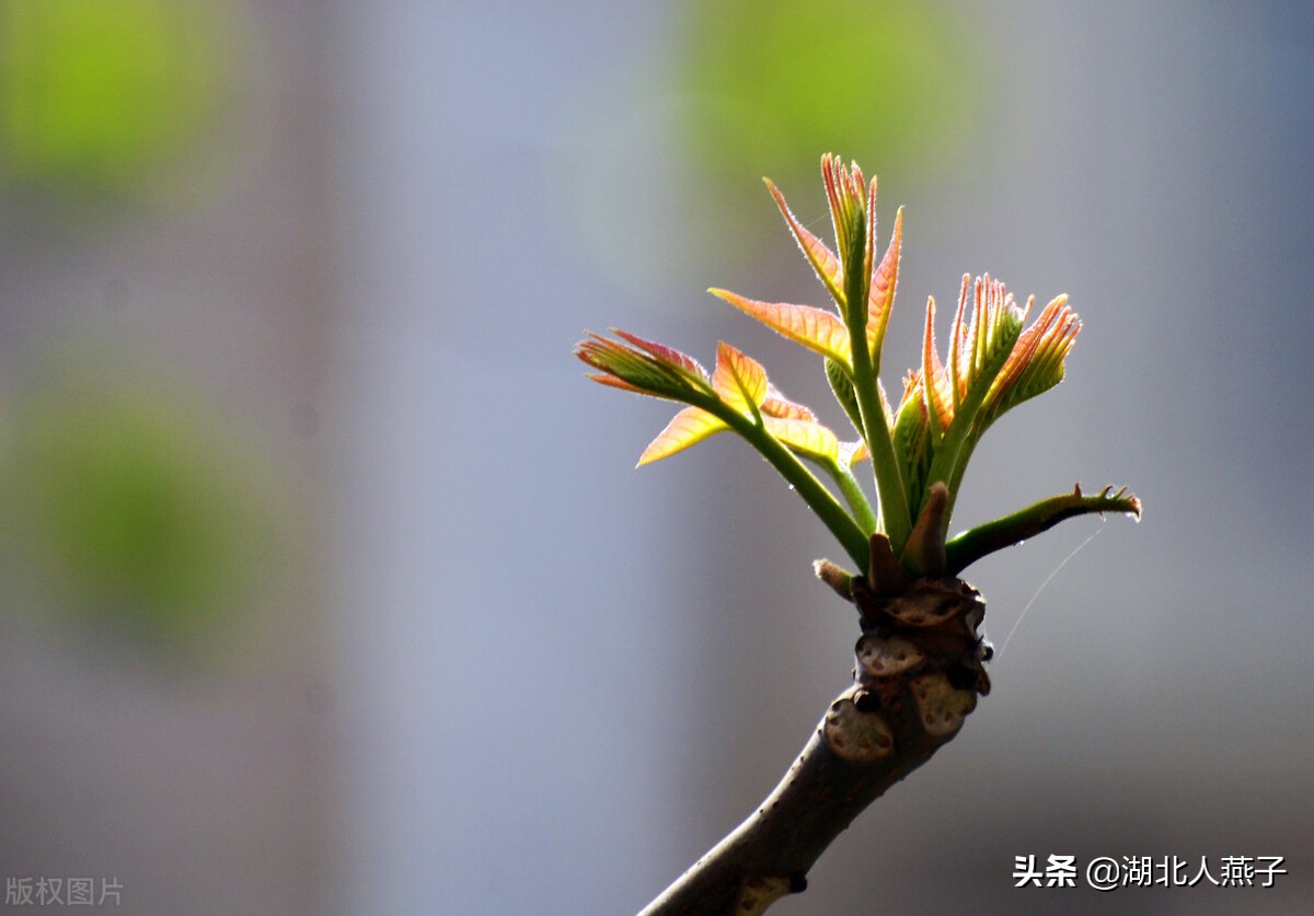 农村能吃的野菜100种大全(教你认识100种野菜和吃法)