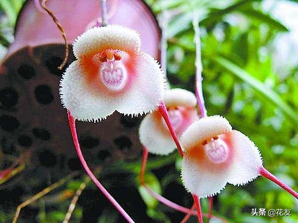 “深谷幽兰韵，灵巧如猴面——探秘奇异兰花之美”