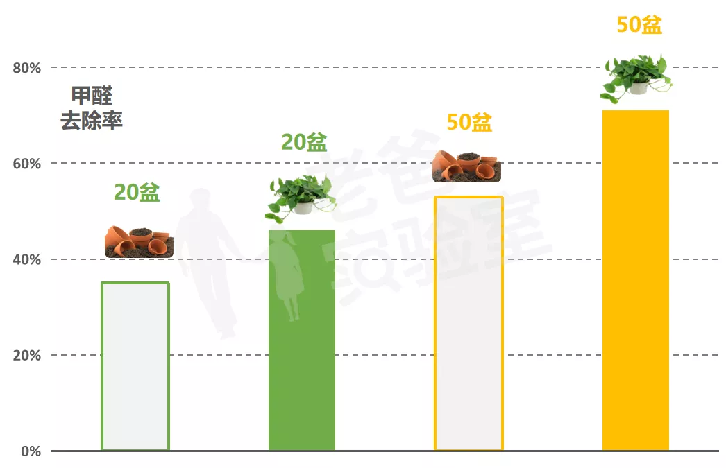 绿萝除醛，到底靠不靠谱？怒买50盆测试，结果有些颠覆