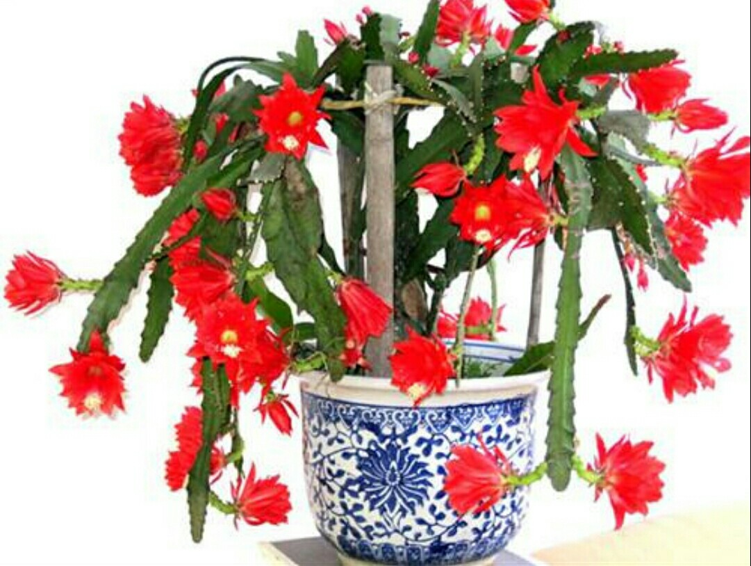 美丽的令箭荷花,原来这么好养,摘片叶子就能插活!