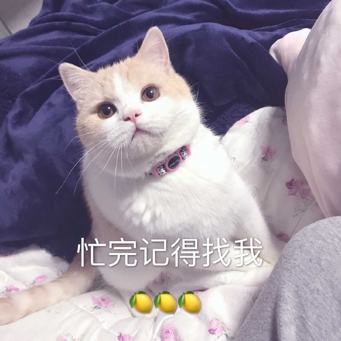 猫咪表情包：今晚那个吗