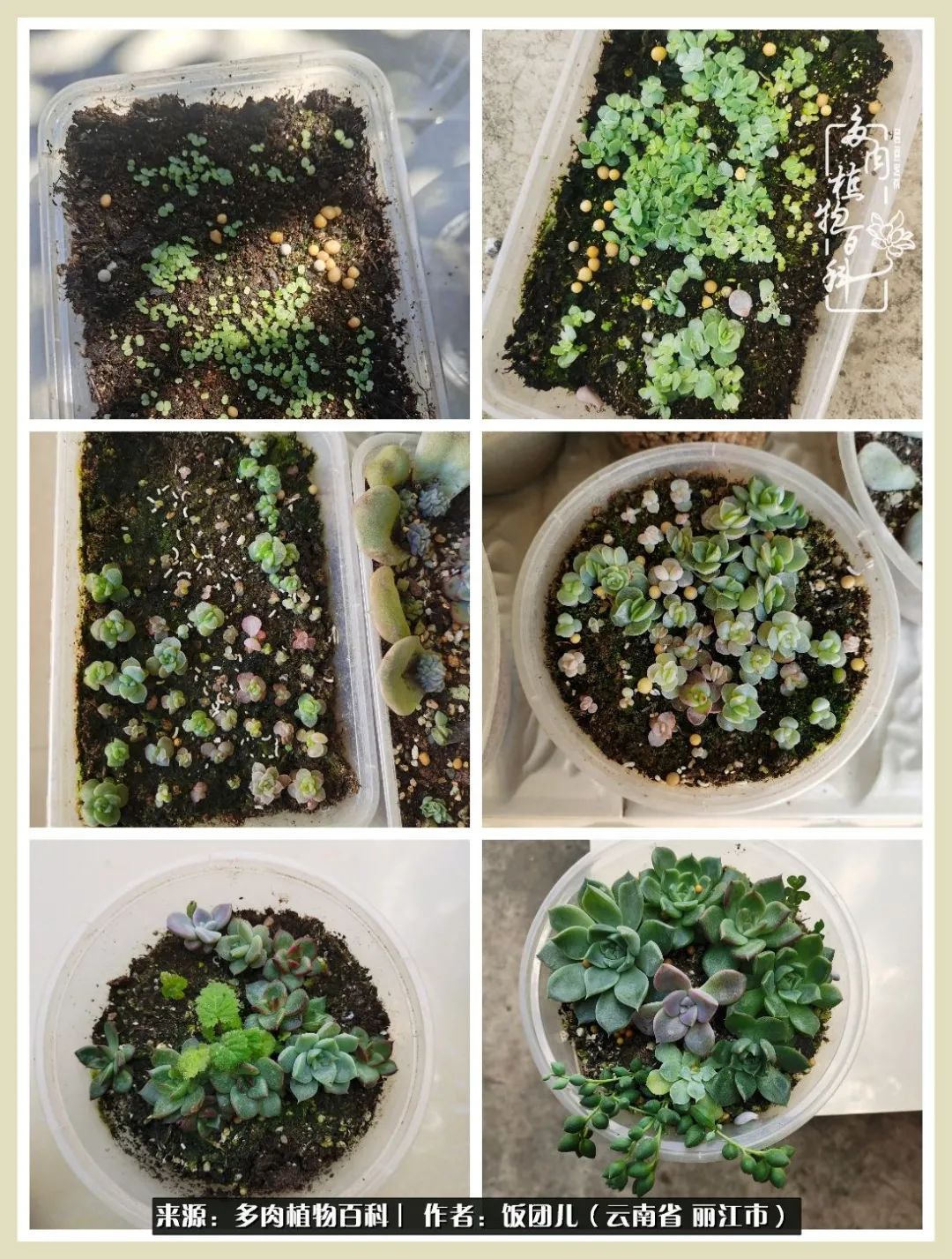 多肉建档记:观察一棵植物春夏秋冬变化的模样