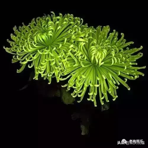 万花凋谢，秋菊傲霜（太美了！）