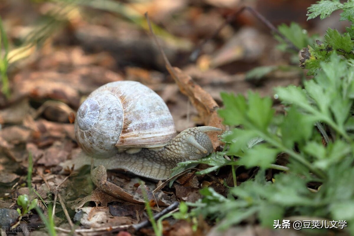 散文：我像只蜗牛一样走在路上