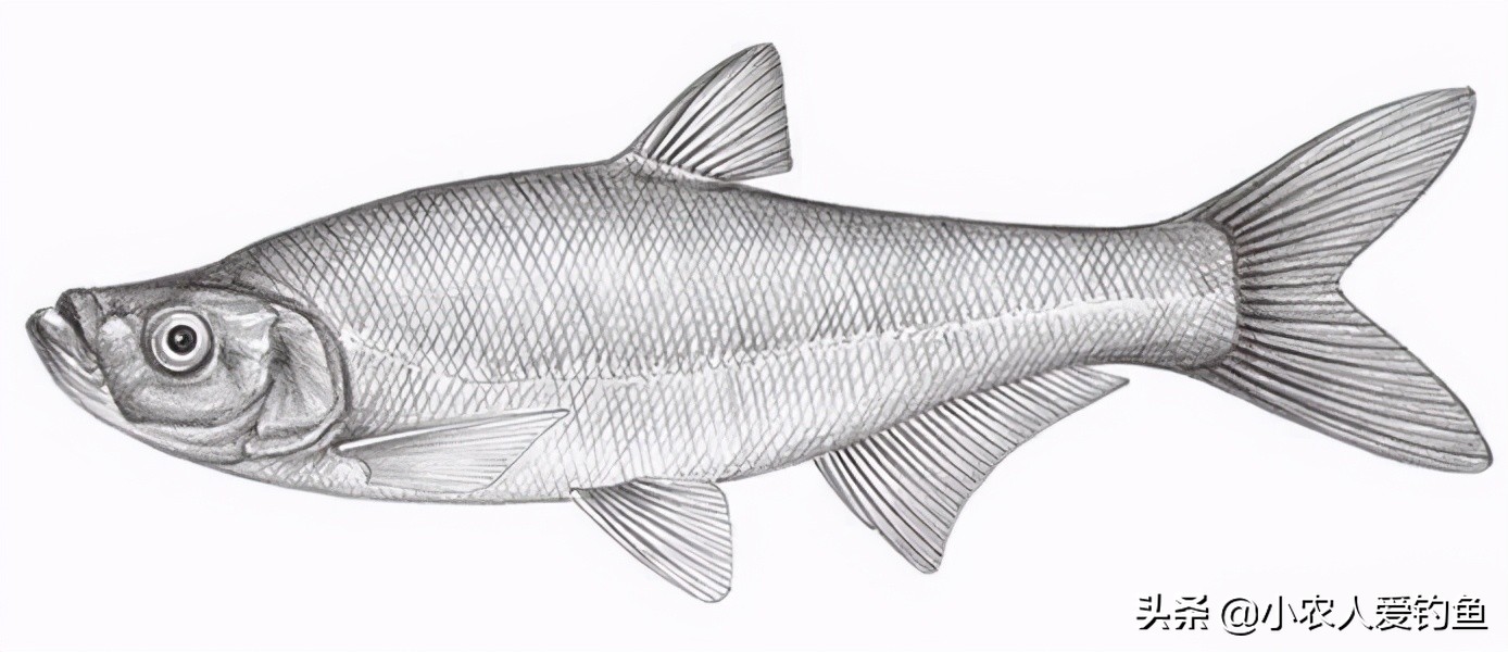 翘嘴鱼的学名叫做翘嘴红鲌,小名叫做:噘嘴鱼,翘鲌子,鲌刺鱼,白鱼,撅嘴