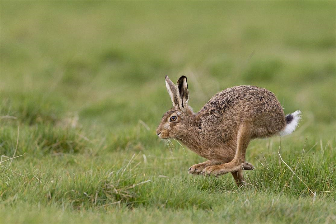 澳大利亚野兔肆虐,人兔大战持续150多年,结果人类完败
