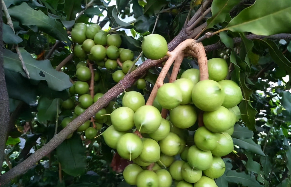 夏威夷果的价格夏威夷果