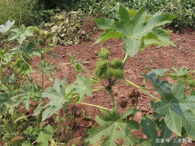 被誉为植物中的“石油”，加工后80元一斤，为啥农民却不肯种？