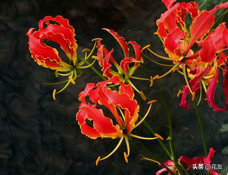 嘉兰百合妖娆无限，失温即失艳，水肥跟上赛西施