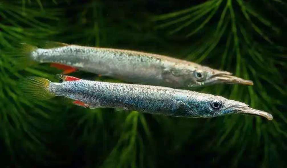 针嘴鱼市场价格是多少(一种小众小型观赏鱼) - 价格百科