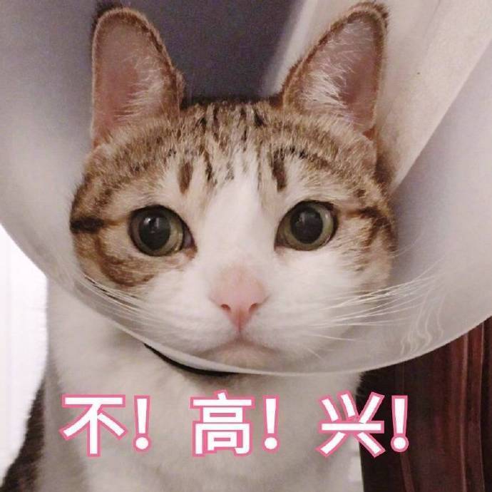 猫咪表情包合集｜嗨，在吗？在吗？在吗？