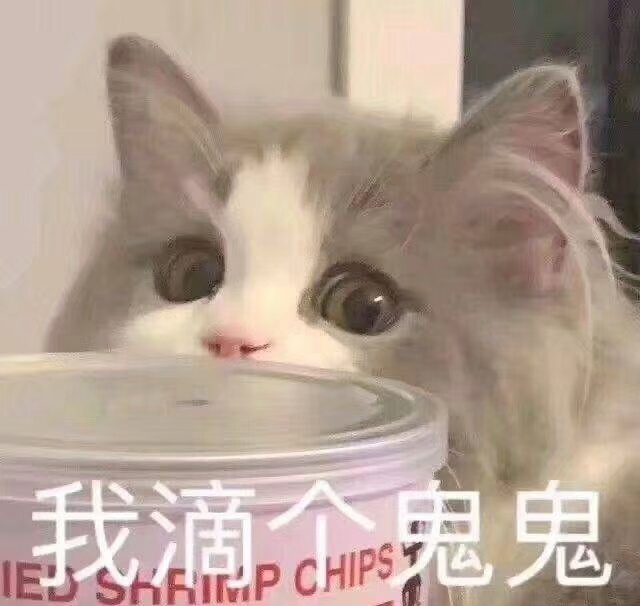 猫咪表情包合集｜老子可爱吗？