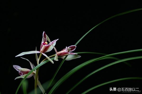 空谷幽兰，屈原的十句关于兰花的诗句，美极了