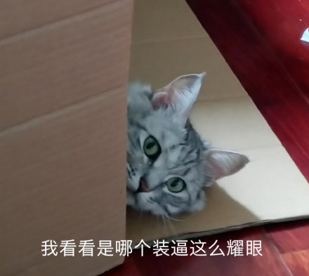 猫咪表情包：发出反派的笑声、富婆抱抱我