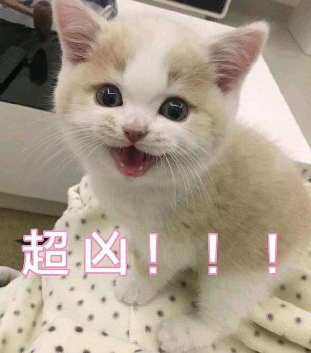 甜甜的猫咪表情包要亲亲