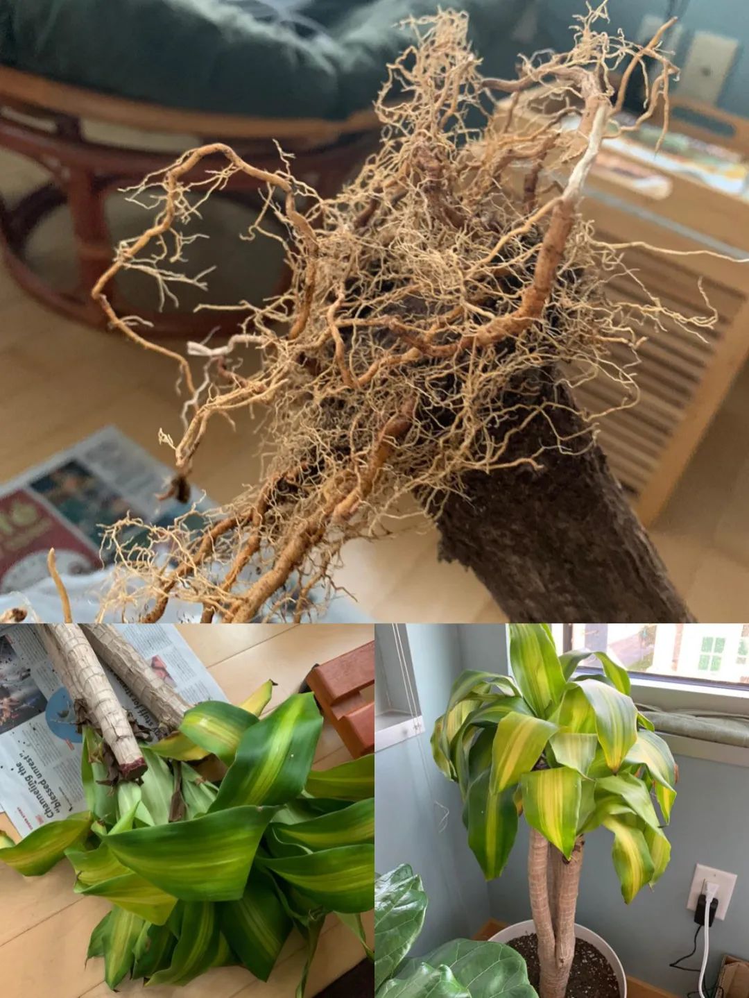 巴西木多久开花(科普关于巴西木的小知识)