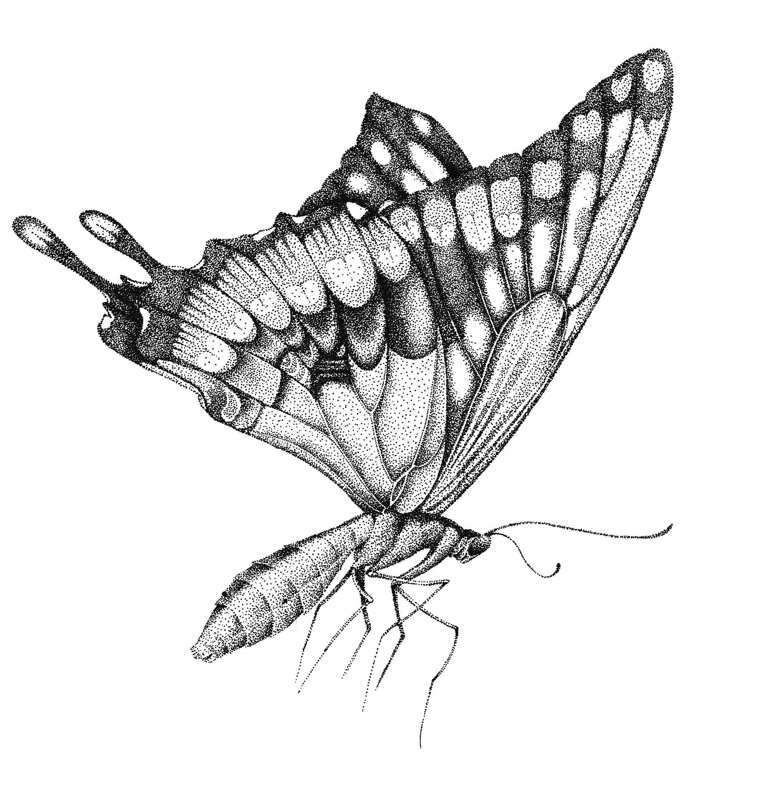 蝴蝶插画画法教程:分步骤讲解蝴蝶插画画法步骤,简单易懂!