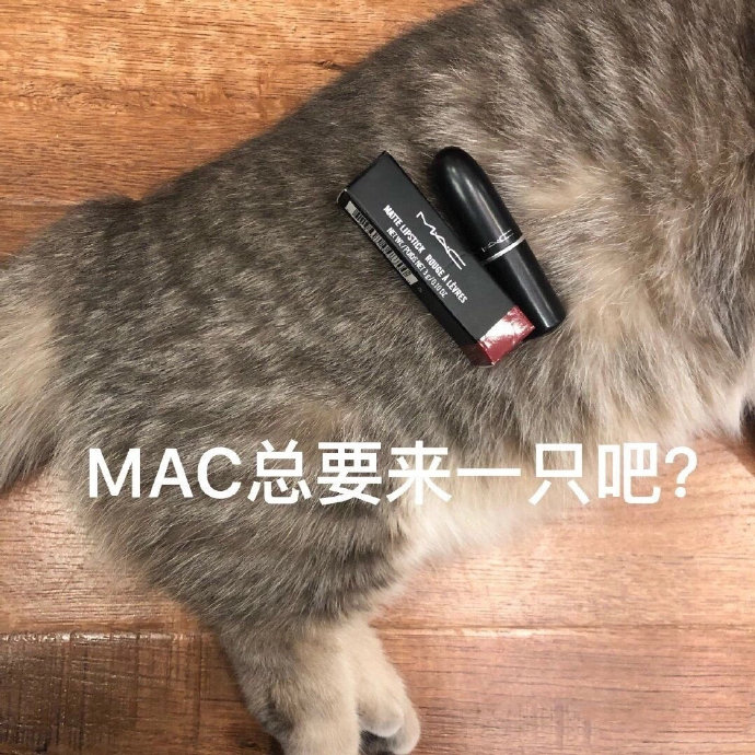 套路老公买口红的猫咪表情包合集