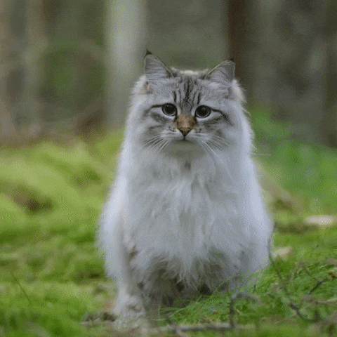 猫品种有哪些（公认颜值最高的10种猫咪）