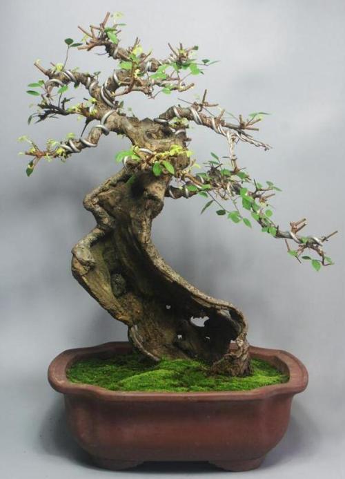 突然爱上了种植树的盆景,还有人去山上采挖了一些野生的树桩带回家养
