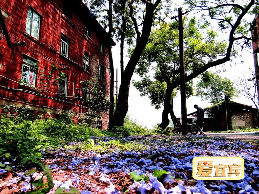 再见，宜宾职业技术学院