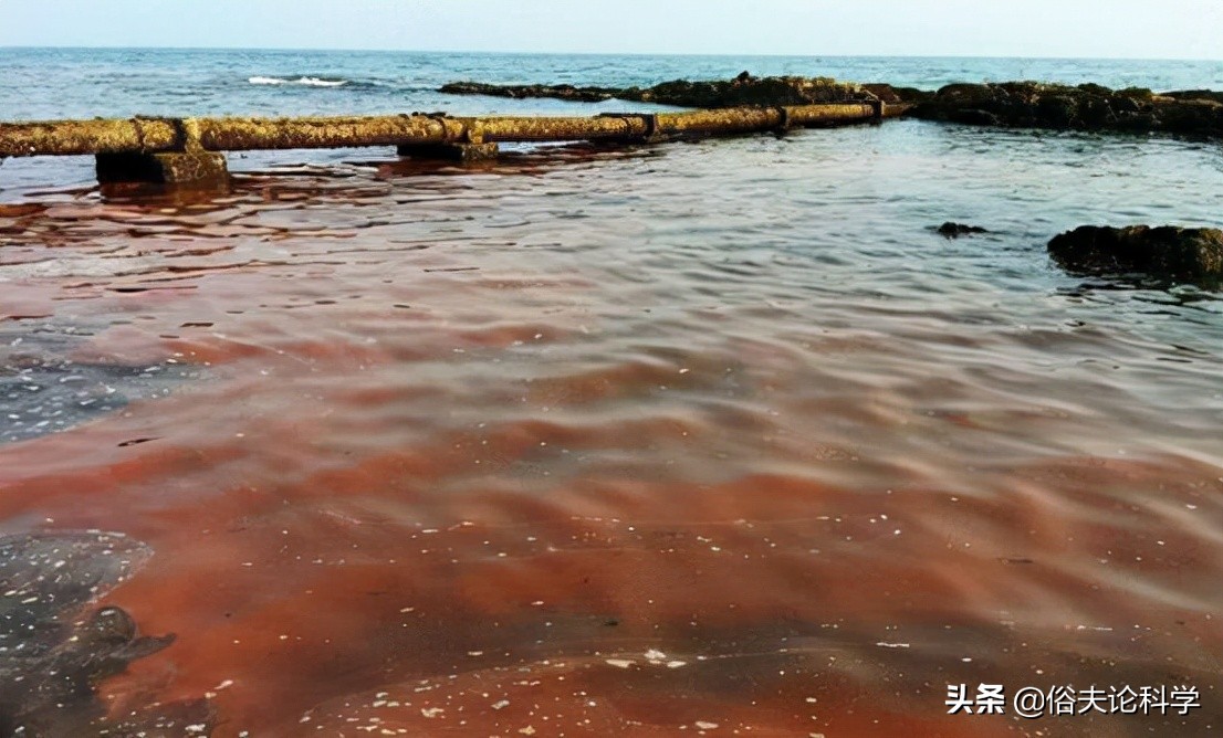 是海水严重污染吗?广东一海滩出现大量死鱼,触目惊心