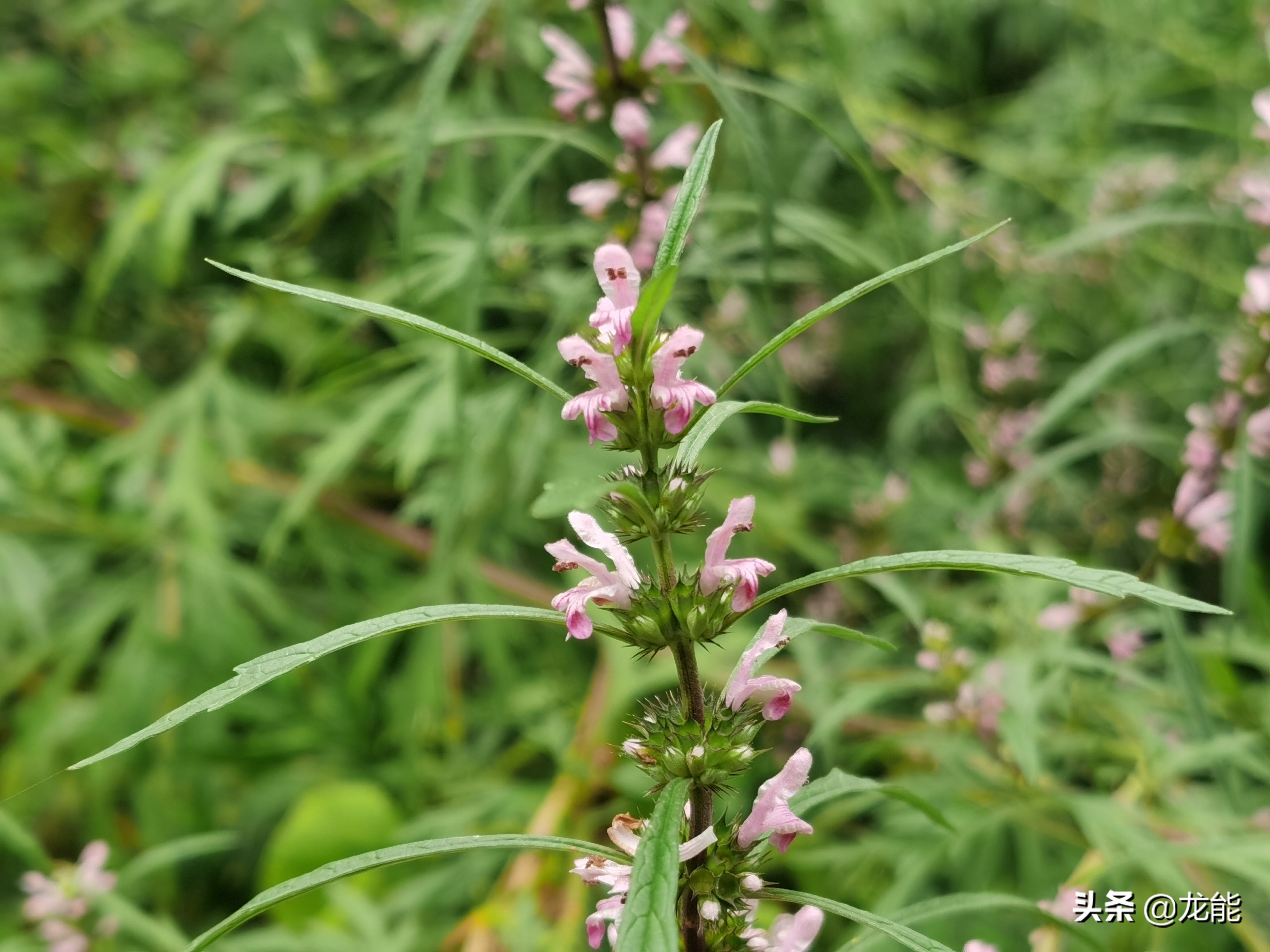 农村常见的“女人草”，对女性的身体十分有益，你知道了吗