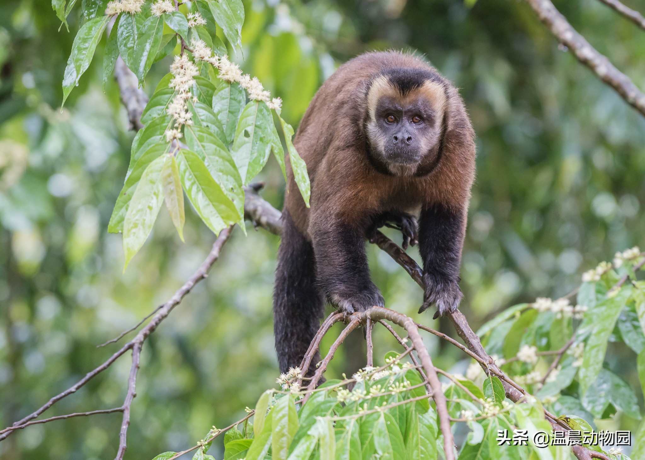 apella刚才说的是黑帽卷尾猴,它们也是电影中出现率最高的僧帽猴种类
