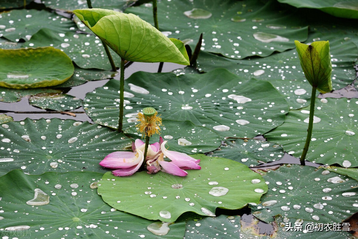 早秋听雨六首：一夜雨声凉到梦，要听棋声杂雨声