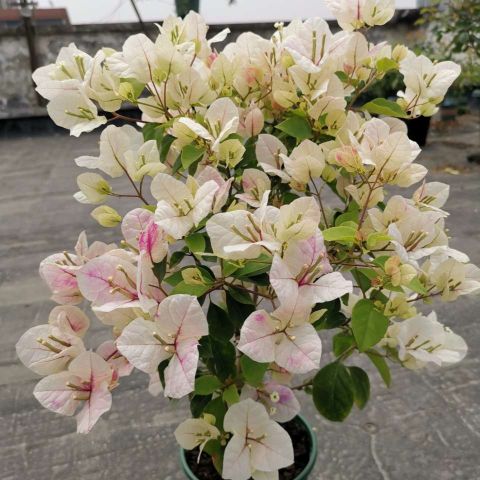 三角梅开花有技巧，生长期做到一埋一喷，连开数月，花量翻倍