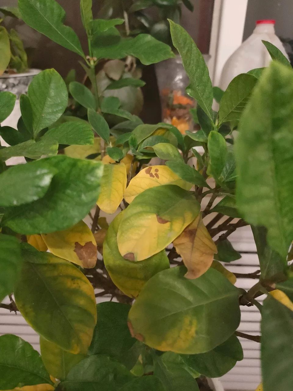 菜叶发黄是什么原因怎么防治（植物叶子发黄的七个原因）