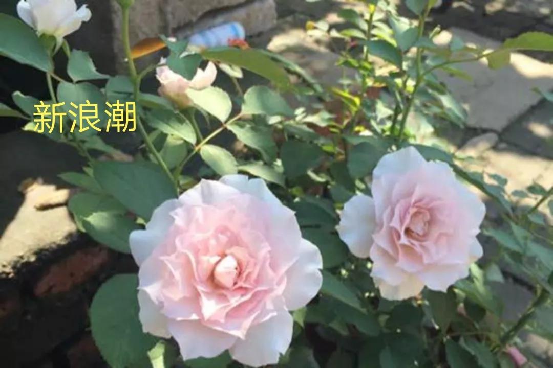 艾莎月季优缺点月季（常见切花月季详细介绍）