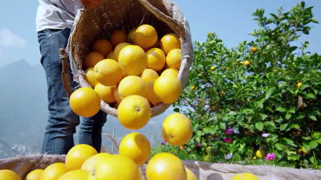 全世界的柠檬都读Lemon？这背后有一个刻在8号染色体上的上古故事