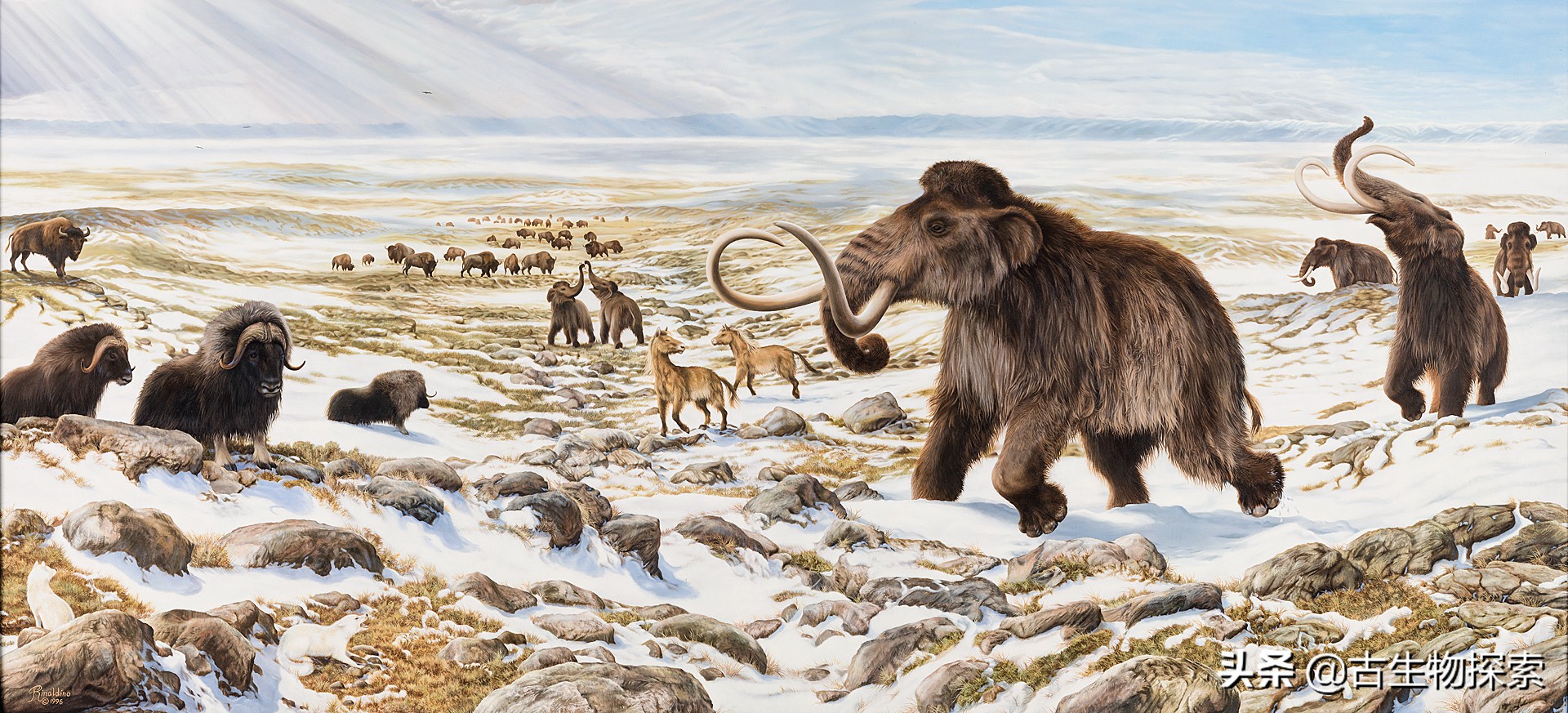 过去的鬣狗不怕寒冷，能够在北极圈生存。
