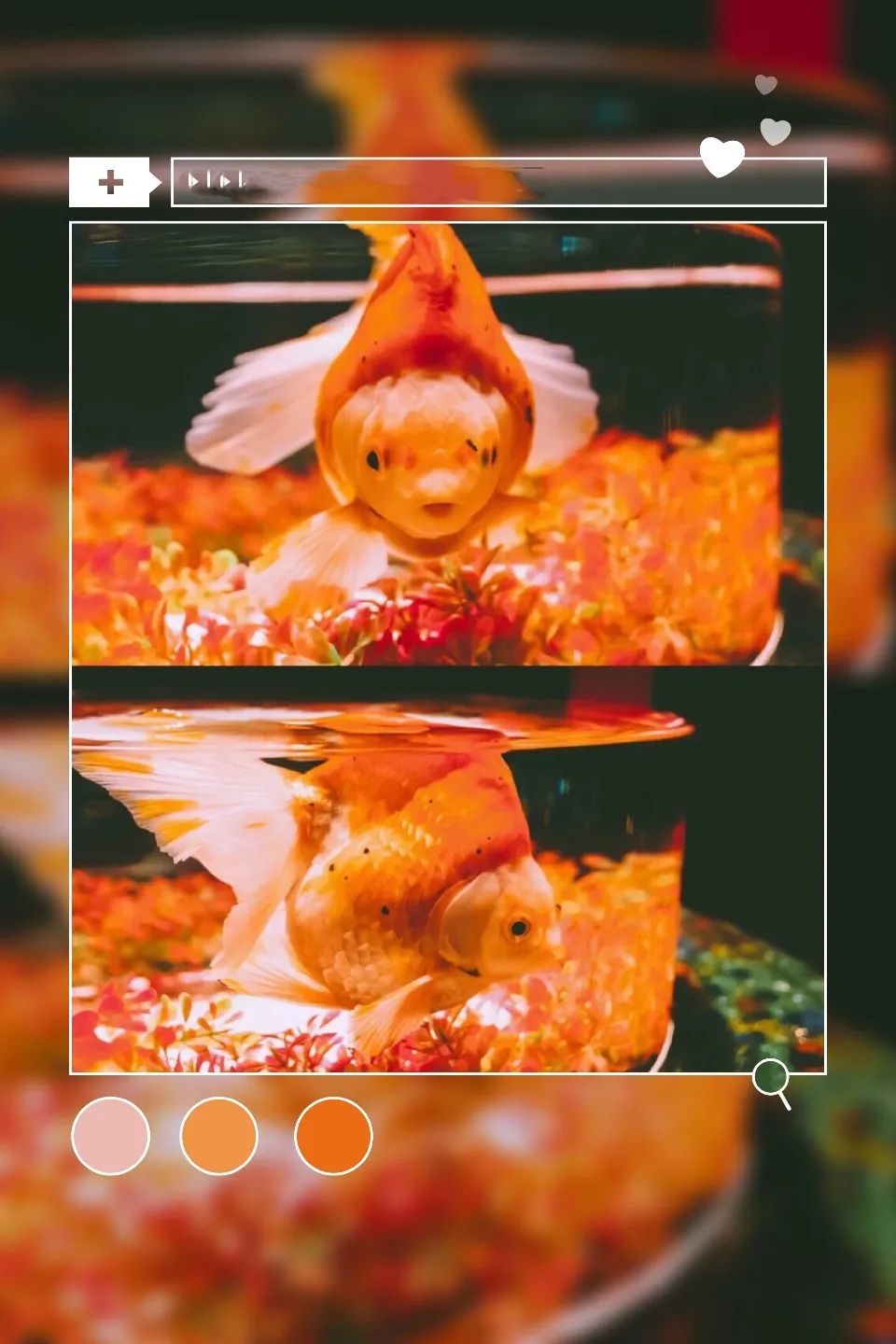 金鱼百览