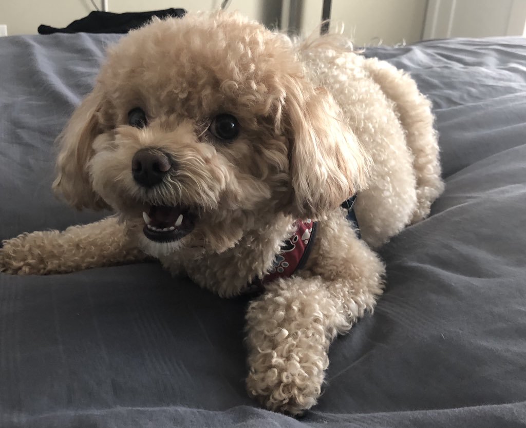 养泰迪犬的十大潜在缺点（尽管它优点众多）