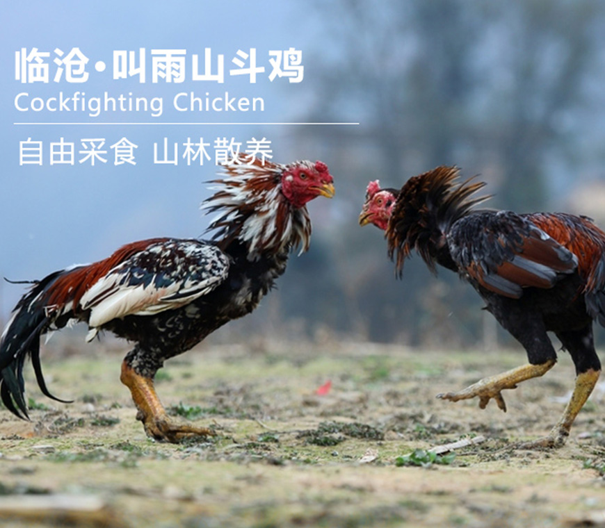 原来这种斗鸡肉才是真正的美味