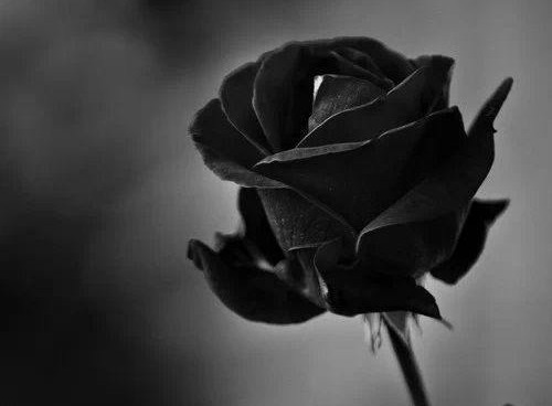 黑蔷薇的花语是"绝望的爱".