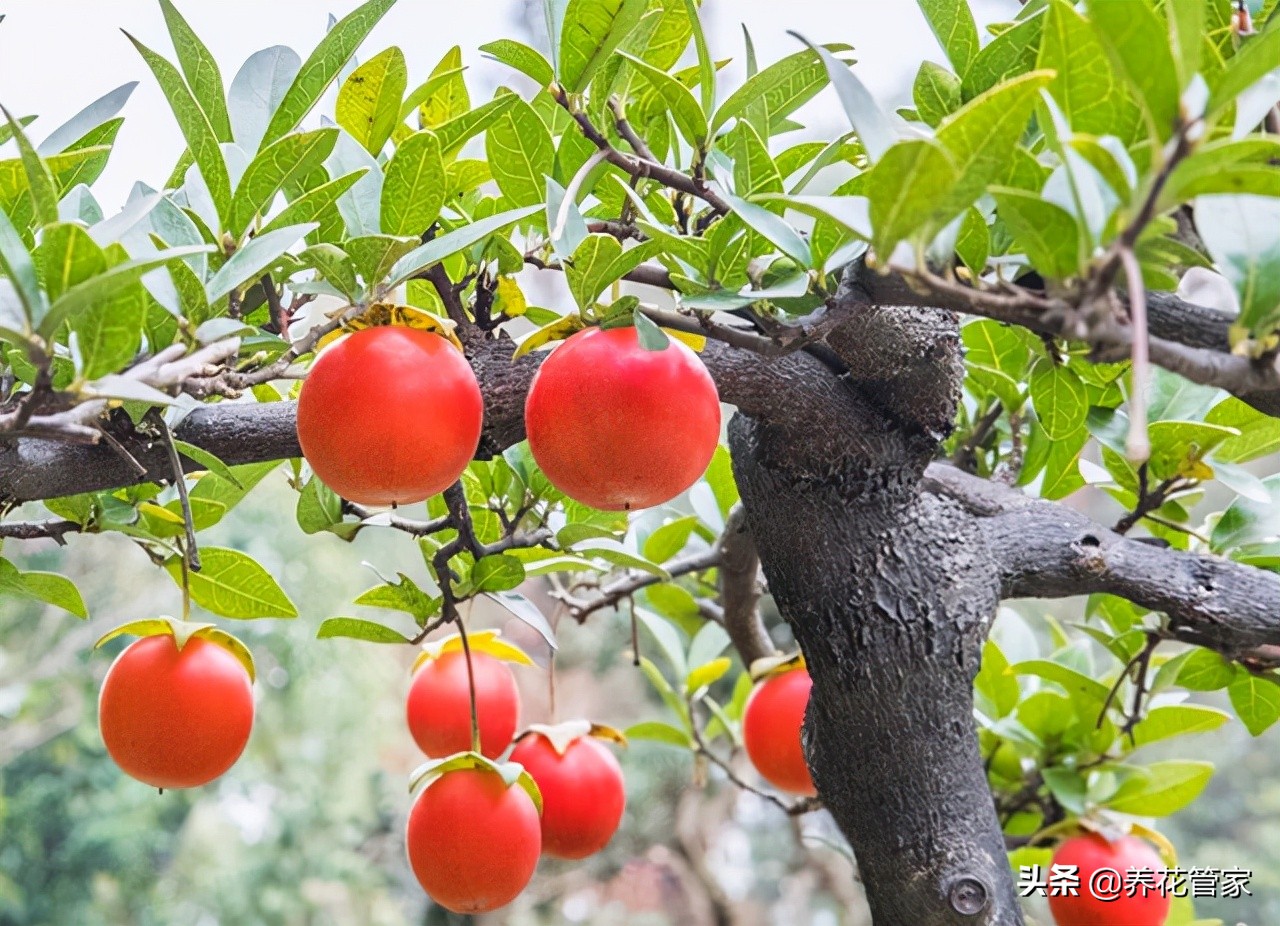 十大盆景名贵树种排名(最值钱的九大盆景树盘点)