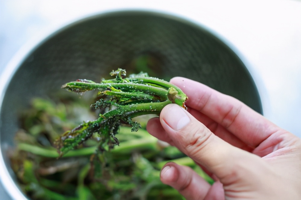 香椿咸菜怎么腌制（只需2种调料留住春天的味道）