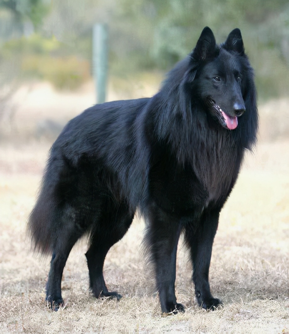 世界犬种智商排名榜前 30 名的聪明狗狗
