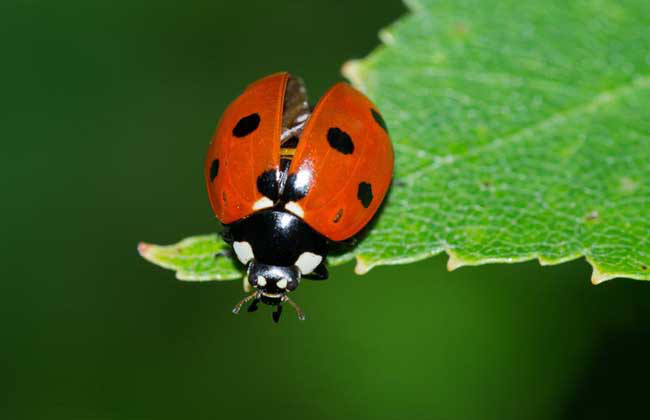 七星瓢虫的特点简单说(壹壹生态小百科——七星瓢虫)