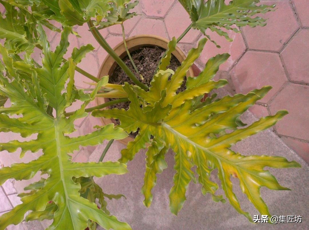 颜值爆表的常绿植物——春羽,养好一盆四季常青