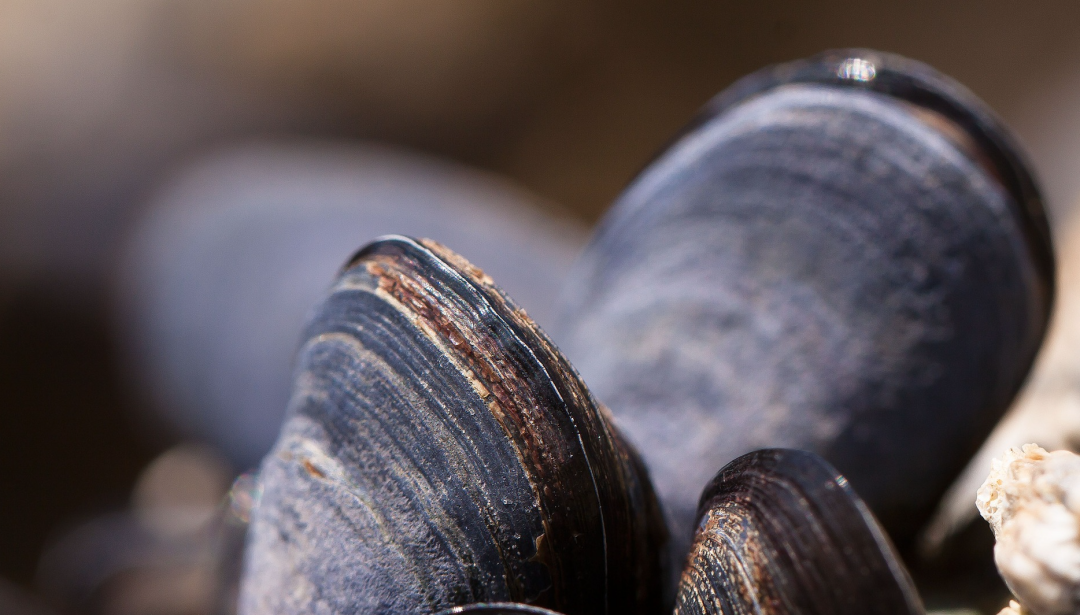 有毒！近期千万别吃海虹（又称青口、贻贝等），煮熟也不行