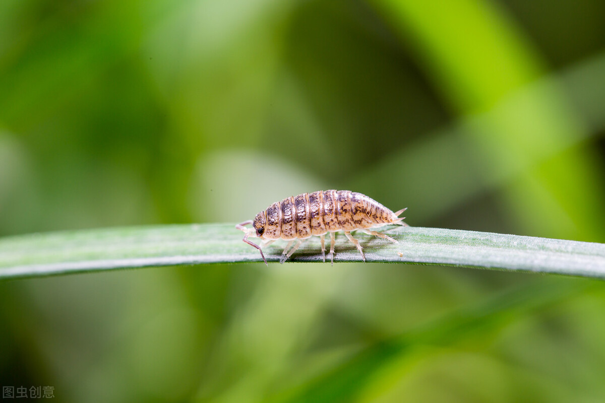 这五种小虫子，我想大家在家里都见过
