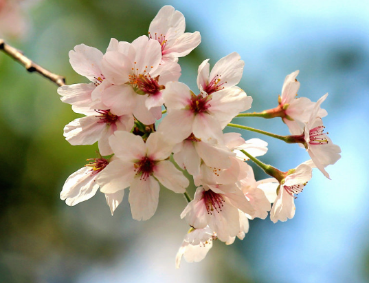 心理测试：四朵樱花，你会选哪朵？测测你今年的财运怎么样？